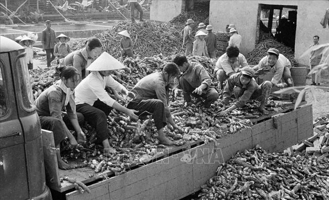 Trong ảnh: Trạm chế biến sắn Thanh Sơn mua sắn ở các hợp tác xã trong huyện Thanh Sơn, tỉnh Vĩnh Phú để chế biến (tháng 12/1977). Ảnh: Đỗ Tráng – TTXVN