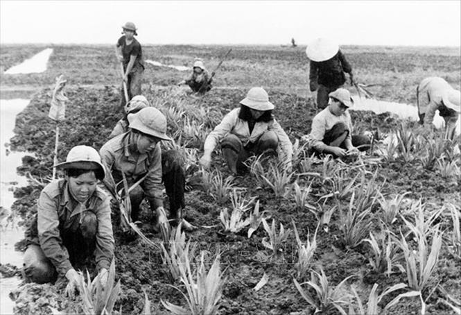 Trong ảnh: Thanh niên xung phong Thành phố Hồ Chí Minh tham gia trồng dứa tại Nông trường Phạm Văn Hai, huyện Bình Chánh sau chiến tranh. Ảnh: Tư liệu/TTXVN  