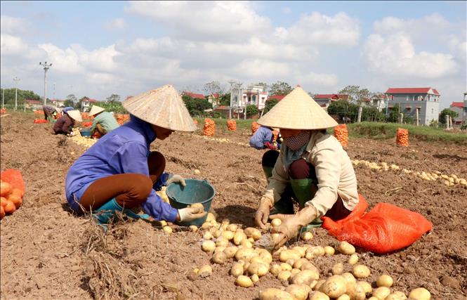 Hãy khám phá hình ảnh về Khoai tây Quế Võ thơm ngon và đầy dinh dưỡng, đến từ vùng đất giàu truyền thống nông nghiệp của Việt Nam. Đây chắc chắn là món ăn không thể thiếu trong bữa ăn gia đình của bạn!