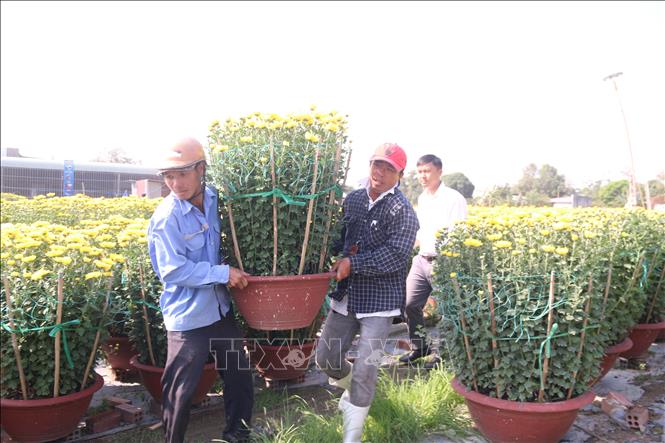 Trong ảnh: Xuất bán hoa tại làng hoa Kim Dinh, thành phố Bà Rịa. Ảnh: Hoàng Nhị - TTXVN