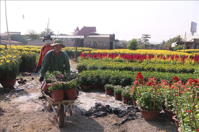 Trong ảnh: Xuất bán hoa tại làng hoa Kim Dinh, thành phố Bà Rịa. Ảnh: Hoàng Nhị - TTXVN
