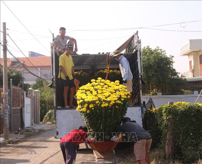 Trong ảnh: Thương lái mua hoa tại làng hoa Kim Dinh, thành phố Bà Rịa. Ảnh: Hoàng Nhị - TTXVN