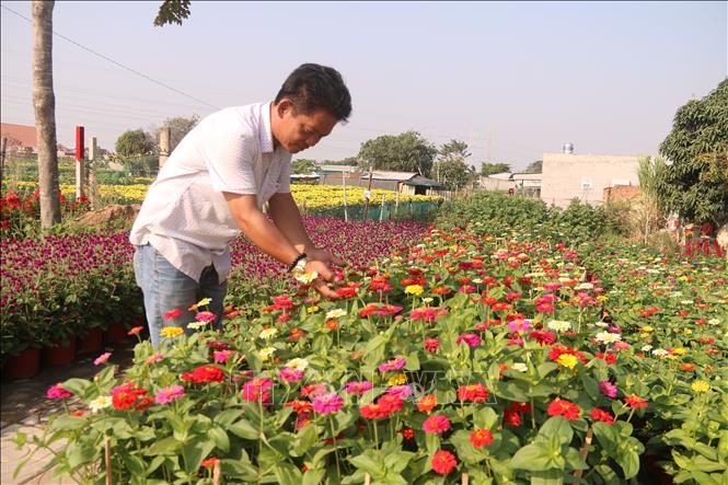 Trong ảnh: Khách chọn hoa tại làng hoa Kim Dinh, thành phố Bà Rịa về chưng ngày Tết. Ảnh: Hoàng Nhị - TTXVN
