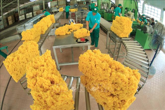 Trong ảnh: Chế biến mủ cao su phục vụ xuất khẩu tại nông trường Cao su Dầu Tiếng, tỉnh Bình Dương. Ảnh: Dương Chí Tưởng-TTXVN