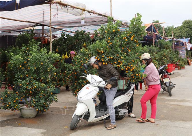 Trong ảnh: Khách hàng sắm quất cảnh về trang trí Tết. Ảnh: Đức Phương - TTXVN