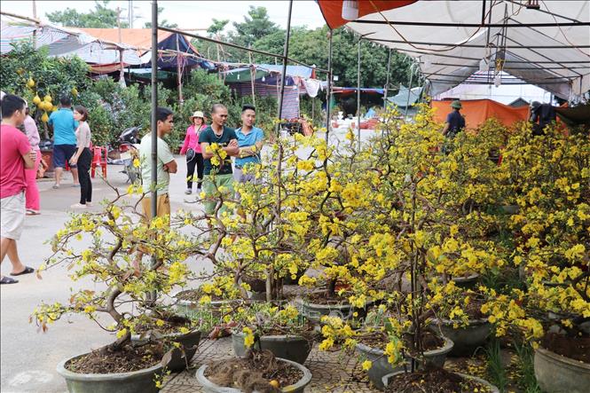 Trong ảnh: Gian hàng bán cây mai tại chợ hoa và cây cảnh Xuân - Ninh Bình 2020. Ảnh: Đức Phương - TTXVN