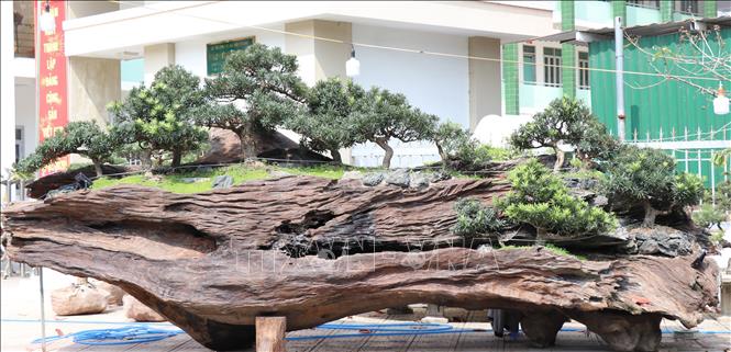 Trong ảnh: Nhiều cây bon sai được trồng trên khúc gỗ lũa dài hơn 3 mét được trưng bày trên hè phố Nha Trang, chưa được ghi giá bán. Ảnh: Tiên Minh - TTXVN