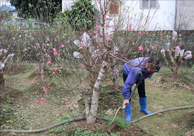 Trong ảnh: Người dân làng nghề hoa đào Cam Giá chăm sóc đào phục vụ Tết. Ảnh: Hoàng Nguyên - TTXVN