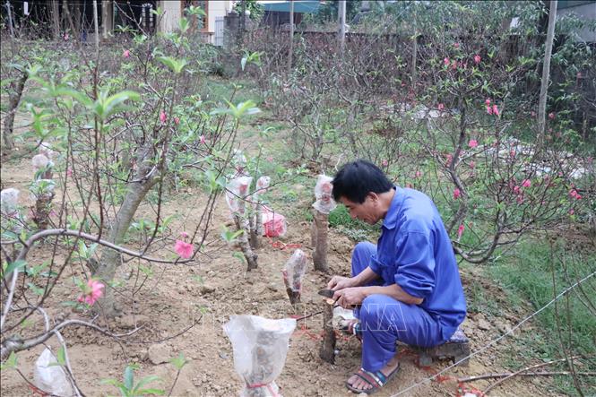 Trong ảnh: Anh Trần Quang Vinh, làng nghề hoa đào Cam Giá, ghép mắt đào chuẩn bị cho hoa vụ sau. Ảnh: Hoàng Nguyên - TTXVN