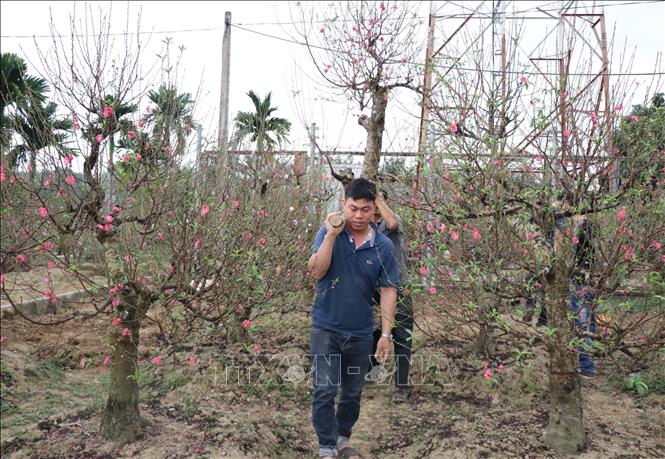 Trong ảnh: Người dân làng nghề hoa đào Cam Giá vận chuyển đào phục vụ khách hàng đón Tết. Ảnh: Hoàng Nguyên - TTXVN