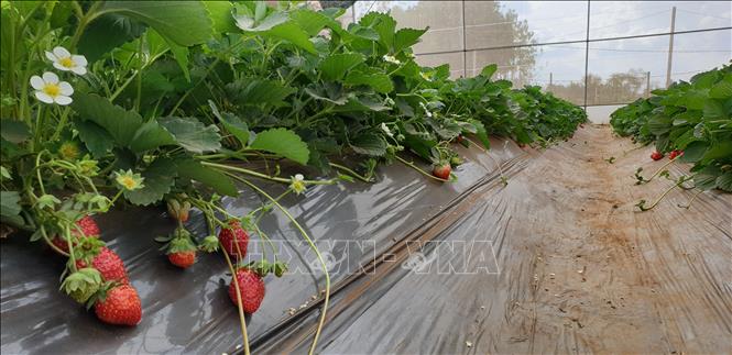 Trong ảnh: Vườn dâu của vợ chồng anh Puih Minh đang thời kỳ thu hoạch. Ảnh: Hồng Điệp - TTXVN 