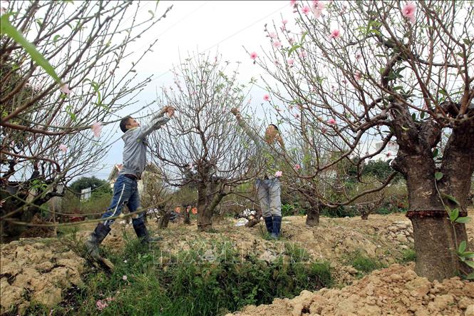 Trong ảnh: Nông dân làng đào Đồng Dụ tỉa hoa, kích thích cây nhanh chóng tạo quả để có tứ quý như đủ hoa, quả, nụ, lộc làm hấp dẫn khách chơi hoa đào. Ảnh: An Đăng - TTXVN