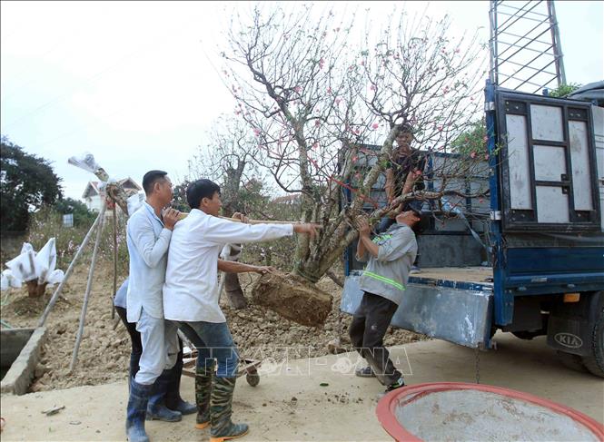 Trong ảnh: Những gốc đào cổ thụ phải 4 - 5 người mới có thể di chuyển được. Ảnh: An Đăng - TTXVN
