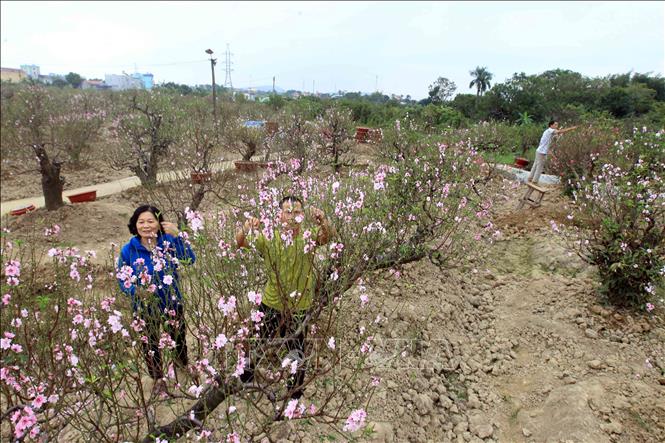 Trong ảnh: Nông dân làng đào Đồng Dụ tỉa hoa, kích thích cây nhanh chóng tạo quả để có tứ quý như đủ hoa, quả, nụ, lộc làm hấp dẫn khách chơi hoa đào. Ảnh: An Đăng - TTXVN