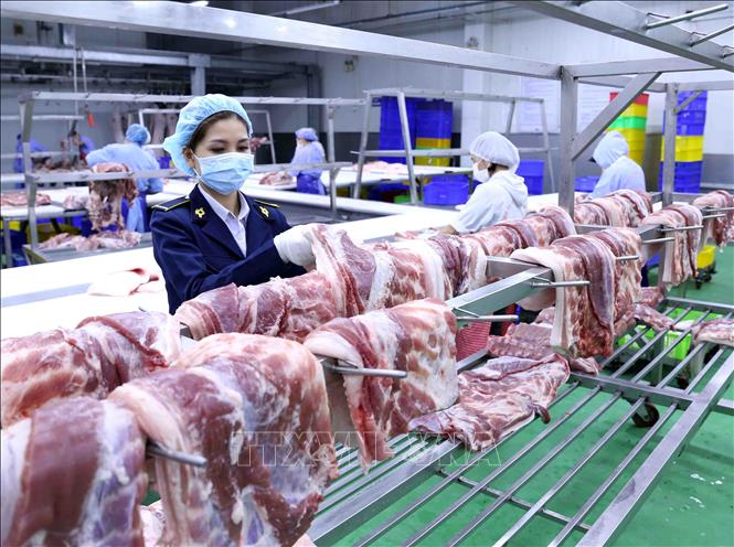 Trong ảnh: Nhân viên thú y kiểm tra sản phẩm thịt lợn trước khi cung cấp ra thị trường. Ảnh: Vũ Sinh - TTXVN