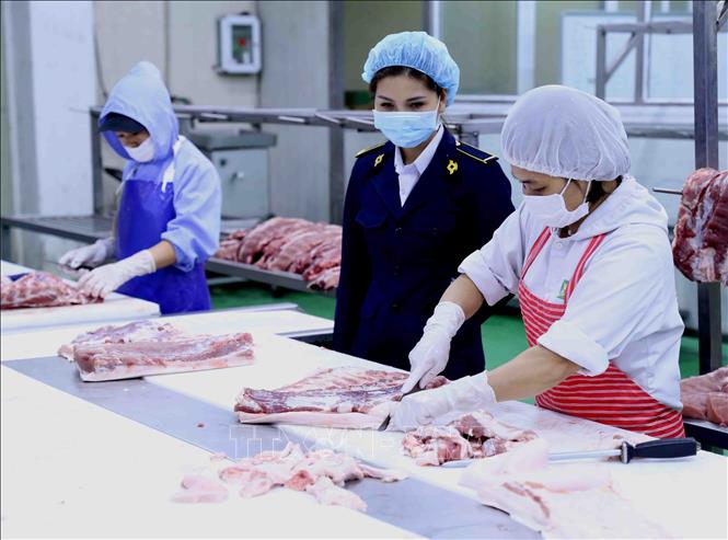 Trong ảnh: Nhân viên thú y kiểm tra sản phẩm thịt lợn trong khi chế biến. Ảnh: Vũ Sinh - TTXVN