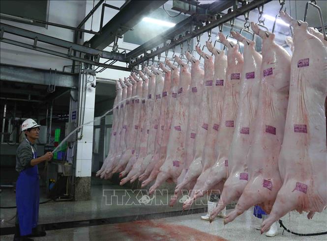 Trong ảnh: Làm mát sản phẩm thịt lợn trước khi đưa vào nhà kho bảo quản tại nhà máy của Công ty. Ảnh: Vũ Sinh - TTXVN