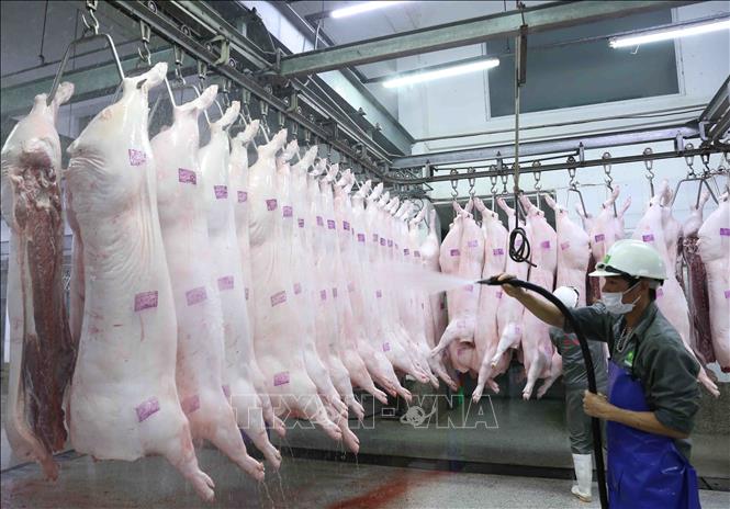 Trong ảnh: Làm mát sản phẩm thịt lợn trước khi đưa vào nhà kho bảo quản tại nhà máy của Công ty. Ảnh: Vũ Sinh - TTXVN