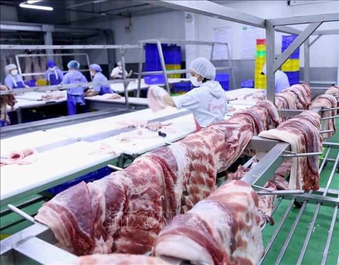 Trong ảnh: Chế biến sản phẩm thịt lợn tại nhà máy của Công ty. Ảnh: Vũ Sinh - TTXVN