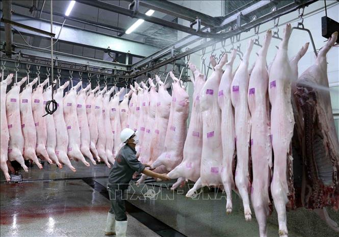 Trong ảnh: Làm mát sản phẩm thịt lợn trước khi đưa vào nhà kho bảo quản tại nhà máy của Công ty. Ảnh: Vũ Sinh - TTXVN