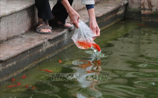 Trong ảnh: Năm nay người dân thả cá chép để tiễn đưa ông Táo về trời đã có ý thức hơn trong việc thả cá không vứt lại túi nilon xuống nước. Ảnh: Thành Đạt - TTXVN