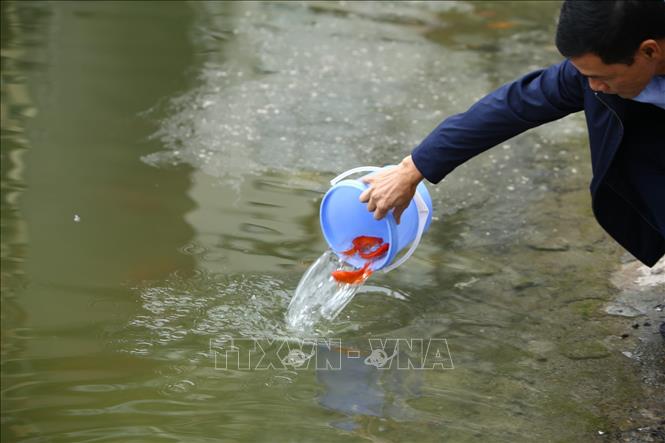Trong ảnh: Người dân thả cá chép vào ngày 23 tháng Chạp. Ảnh: Minh Quyết - TTXVN