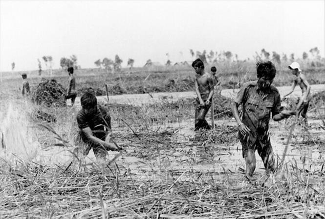 Trong ảnh: Thanh niên xung phong Thành phố khai hoang đất để trồng lúa ở tỉnh Kiên Giang. Ảnh: Tư liệu/TTXVN phát