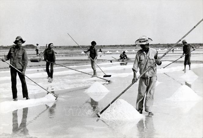 Trong ảnh: Thanh niên xung phong Thành phố Hồ Chí Minh tham gia sản xuất muối tại Lâm trường Lý Nhơn - Duyên Hải. Ảnh: Tư liệu/TTXVN phát