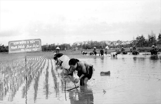 Trong lĩnh vực nông nghiệp, đầu năm 1961 xuất hiện phong trào “Gió Đại Phong” từ Hợp tác xã nông nghiệp Đại Phong (xã Phong Thủy, huyện Lệ Thủy, tỉnh Quảng Bình). Trong ảnh: Phụ nữ Hơp tác xã Ngô Đồng, huyện Gia Viễn, tỉnh Ninh Bình mở hội cấy mùa đúng thời vụ, đúng kỹ thuật, tăng năng suất lao động (năm 1970). Ảnh: Thái Khải - TTXVN
