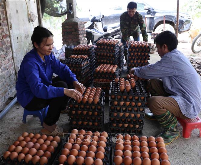 Trong ảnh: Chuẩn bị sản phẩm trứng gà cung cấp cho thị trường Hà Nội. Ảnh: Vũ Sinh - TTXVN