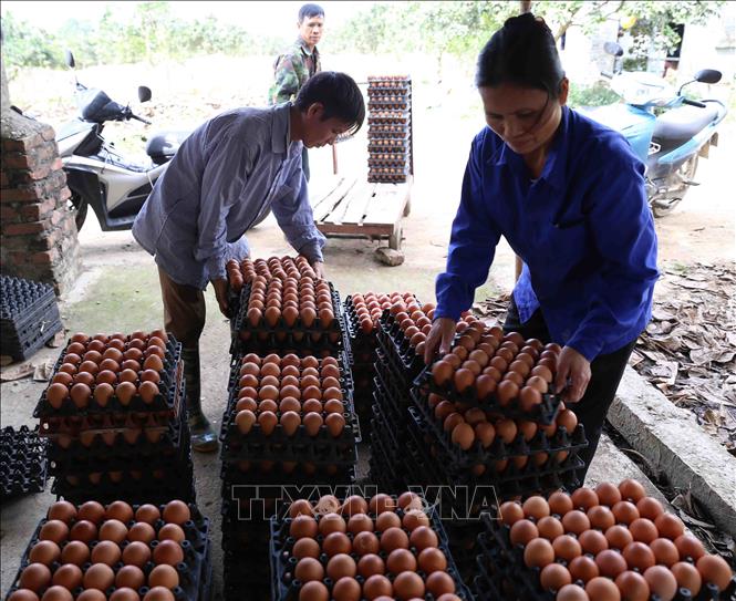 Trong ảnh: Chuẩn bị sản phẩm trứng gà cung cấp cho thị trường tại trang trại của HTX chăn nuôi Nam Việt. Ảnh: Vũ Sinh - TTXVN