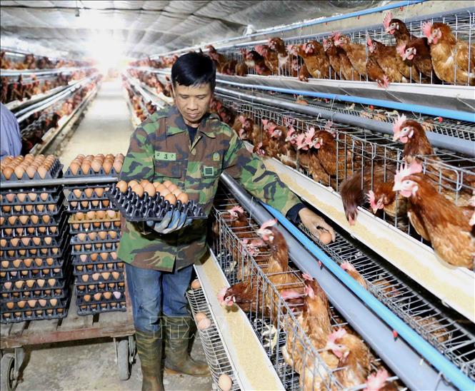 Trong ảnh: Thu hoạch trứng gà tại trang trại của HTX chăn nuôi Nam Việt. Ảnh: Vũ Sinh - TTXVN
