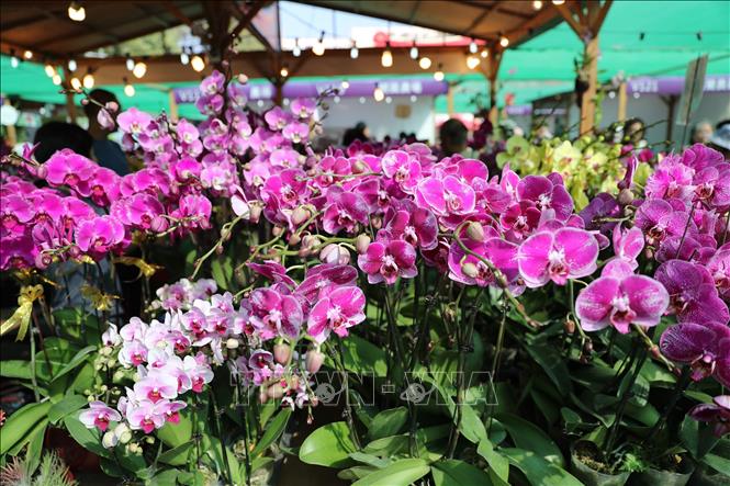 Trong ảnh: Các gian hàng tại chợ hoa Xuân ở Hong Kong, Trung Quốc. Ảnh: THX/TTXVN