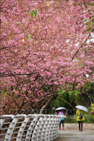 Trong ảnh: Hoa anh đào nở rộ tại thành phố Quý Dương, thủ phủ tỉnh Quý Châu, Trung Quốc. Ảnh: THX/TTXVN 