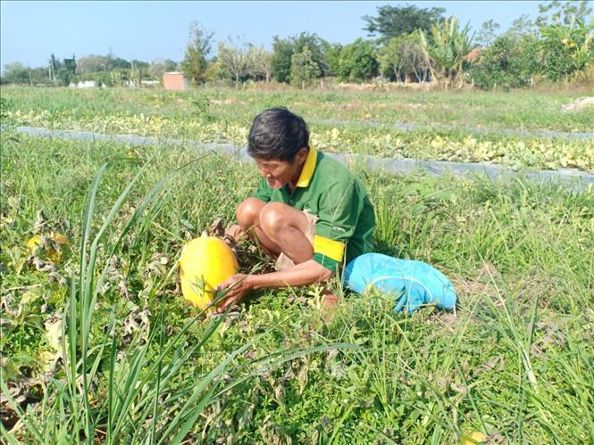 Trong ảnh: Bà con nông dân xã Tam Phước, huyện Long Điền thu hoạch dưa. Ảnh: Hoàng Nhị - TTXVN