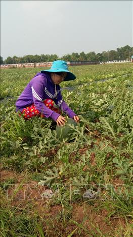 Trong ảnh: Bà con nông dân xã Tam Phước, huyện Long Điền chăm sóc ruộng dưa. Ảnh: Hoàng Nhị - TTXVN