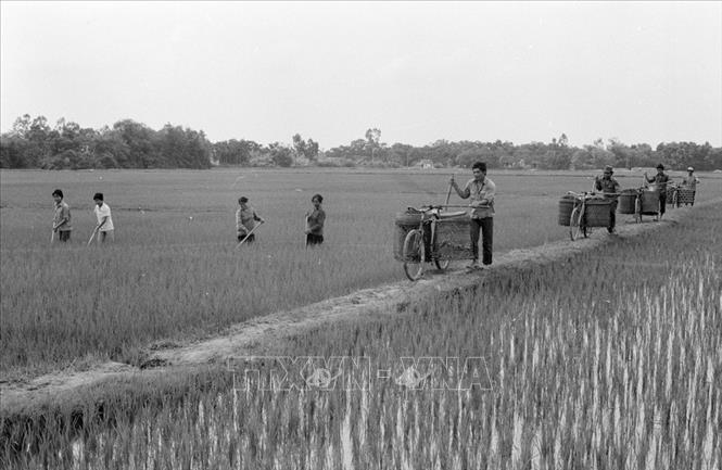 So với chỉ thị 100 thì Nghị quyết 10 của Bộ Chính trị đã có một bước đột phá trong tư duy quản lý kinh tế khi lần đầu tiên thừa nhận hộ gia đình là đơn vị kinh tế tự chủ khi người nông dân được trao quyền sử dụng đất và mức khoán lâu dài. Trong ảnh: Vụ mùa năm 1988, vụ thứ hai thực hiện khoán định mức theo đơn giá, các gia đình xã viên HTX Dân Hòa, huyện Thanh Oai, tỉnh Hà Sơn Bình đã cấy xong toàn bộ gần 400ha lúa mùa trong tháng 7, phấn đấu đạt năng suất 5 tấn thóc/ha. Ảnh: Văn Lạn - TTXVN