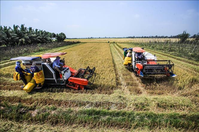 Từ thành tựu của “Khoán 10”, nông nghiệp Việt Nam ngày càng phát triển theo hướng đi mới, trong đó từ chỗ “tự cung tự cấp” đã chuyển sang sản xuất hàng hóa, đưa nhiều giống lúa năng suất cao vào gieo trồng đi đôi với đẩy mạnh ứng dụng khoa học kỹ thuật. Ảnh: Trọng Đạt - TTXVN