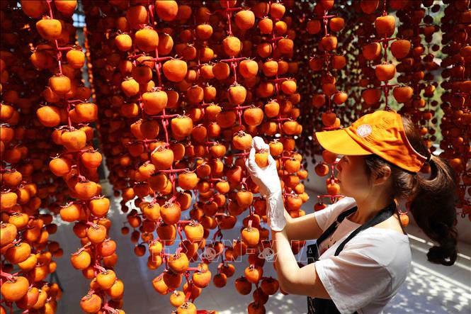 Trong ảnh: Sản phẩm hồng treo trong nhà tại cơ sở hồng sấy Lễ Vân, Đà Lạt (Lâm Đồng). Ảnh: TTXVN
