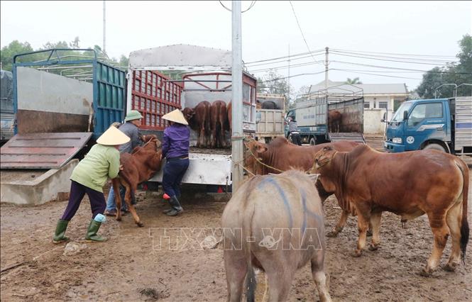 Trong ảnh: Các thương lái chất bò lên xe tải chở đi sau khi đã mua xong. Ảnh: Nguyễn Oanh-TTXVN