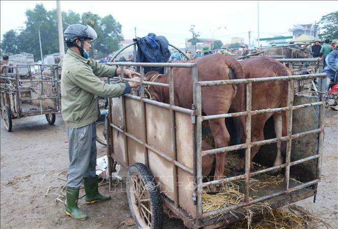 Trong ảnh: Cặp bò được người mua tại chợ. Ảnh: Nguyễn Oanh-TTXVN