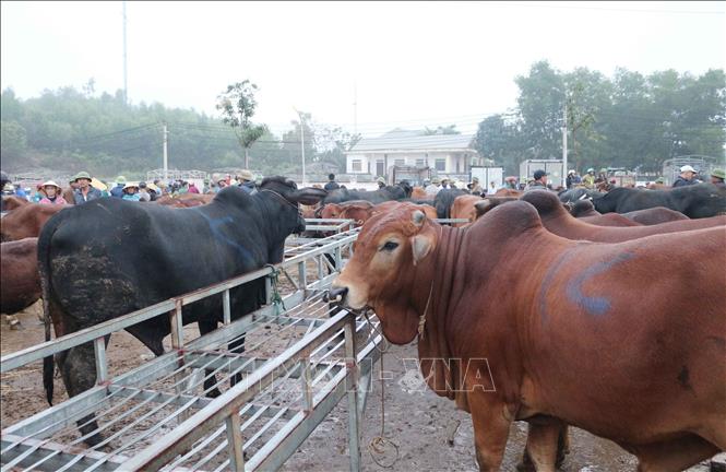 Trong ảnh: Chợ Ú - chợ đầu mối trâu bò thuộc diện lớn nhất Đông Nam Á.  Ảnh: Nguyễn Oanh-TTXVN