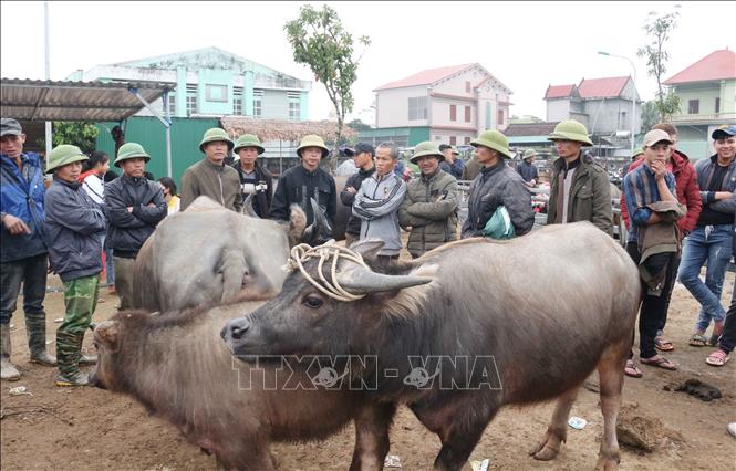Trong ảnh: Người mua đang ngã giá cả đàn trâu với người bán tại chợ Ú. Ảnh: Nguyễn Oanh-TTXVN
