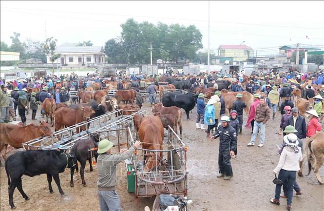 Trong ảnh: Chợ Ú, chợ đầu mối trâu bò thuộc diện lớn nhất Đông Nam Á, giao dịch phiên cuối cùng của năm cũ. Ảnh: Nguyễn Oanh-TTXVN