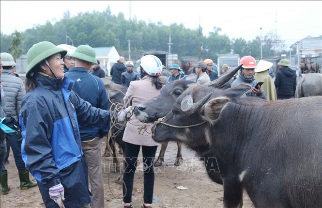 Trong ảnh: Một người bán cặp trâu của gia đình. Ảnh: Nguyễn Oanh-TTXVN