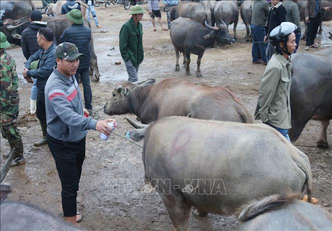 Trong ảnh: Một con trâu được chủ đánh dấu đã bán. Ảnh: Nguyễn Oanh-TTXVN