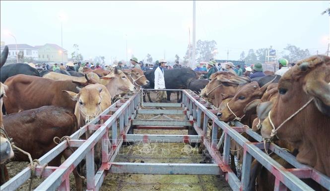 Trong ảnh: Tại phiên chợ trâu bò cuối năm này, gần 1.000 con trâu, bò được mua bán, trao đổi. Ảnh: Nguyễn Oanh-TTXVN