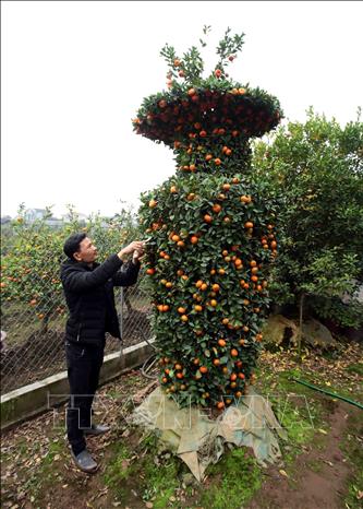 Trong ảnh: Anh Đỗ Văn Thể (chủ vườn quất tại thôn Phi Liệt, xã Liên Nghĩa, huyện Văn Giang) chăm sóc cây quất có hình dáng “lộc bình” có giá 15 – 20 triệu đồng/ cây. Ảnh: Phạm Kiên – TTXVN