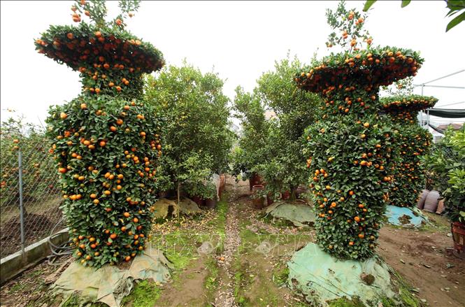 Trong ảnh: Mỗi cây quất lọ “lộc bình” có chiều cao gần 3m, đường kính thân 1,2m, hình dáng cân đối có giá hàng chục triệu đồng đem lại thu nhập kinh tế cao cho nông dân Hưng Yên. Ảnh: Phạm Kiên – TTXVN