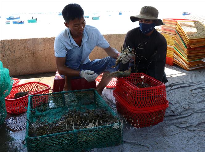 Trong ảnh: Thu hoạch tôm hùm ở Ninh Thuận. Ảnh: Nguyễn Thành – TTXVN